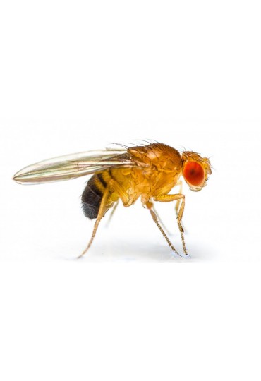 DROSOPHILA / MOSCA DE LA FRUTA DROSOPHILA / MOSCA DE LA FRUTA