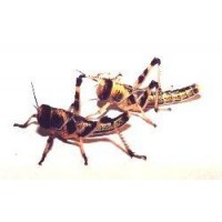 RACION LANGOSTA