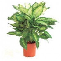 DIEFFENBACHIA