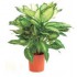 DIEFFENBACHIA