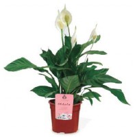 SPATHIPHYLLUM