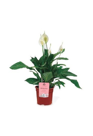 SPATHIPHYLLUM