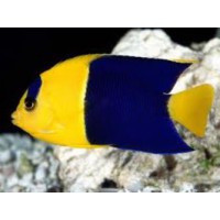 CENTROPYGE BICOLOR