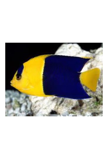 CENTROPYGE BICOLOR CENTROPYGE BICOLOR