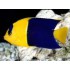 CENTROPYGE BICOLOR