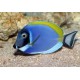  ACANTHURUS LEUCOSTERNON
