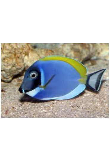 ACANTHURUS LEUCOSTERNON ACANTHURUS LEUCOSTERNON