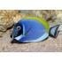 ACANTHURUS LEUCOSTERNON