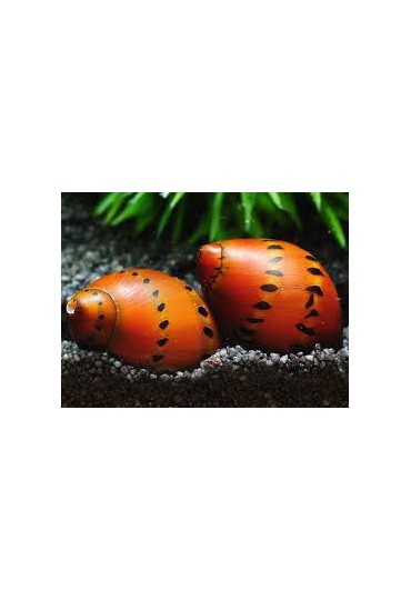 CARACOL RED SPOTTED CARACOL RED SPOTTED