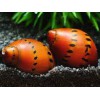 CARACOL RED SPOTTED