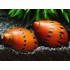 CARACOL RED SPOTTED