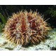 TRIPNEUSTES GRATILLA