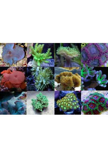 CORALES BLANDOS SURTIDOS