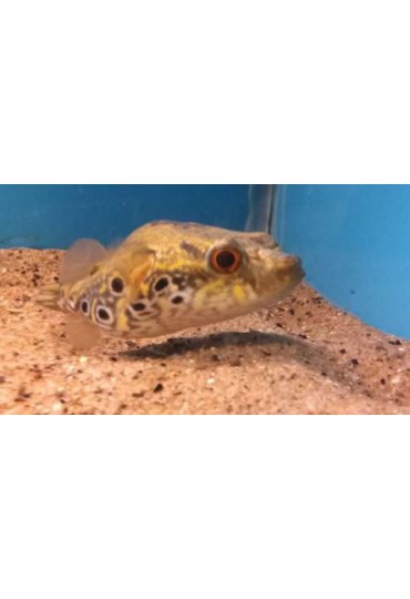 TETRAODON PALEMBANGENSIS TETRAODON PALEMBANGENSIS