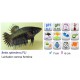BETTA HEMBRA COLO CORONA