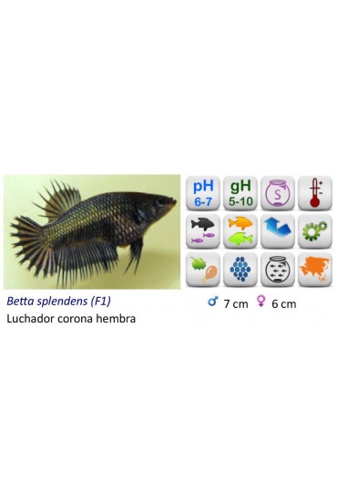 BETTA HEMBRA COLO CORONA