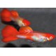 GUPPY KOI NARIZ DE BORRACHO