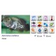 ASTRONOTUS OCELLATUS