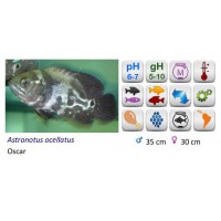 ASTRONOTUS OCELLATUS