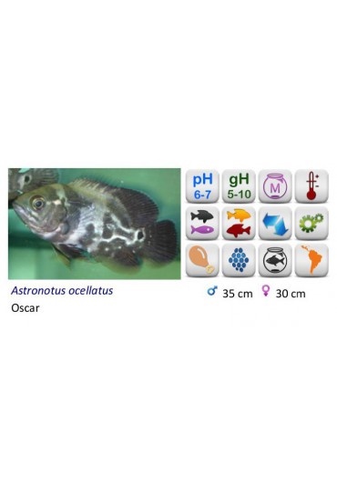 ASTRONOTUS OCELLATUS