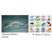  ESTURION