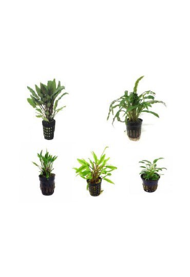 CRYPTOCORYNE SURTIDAS CRYPTOCORYNE SURTIDAS