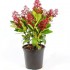 SKIMMIA JAPONICA MAC.15 CMS. ALTO 40 CMS.