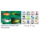 PLATY SURTIDO