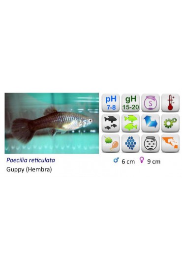 GUPPY HEMBRA XL