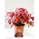 nandina-domestica-fire-power-3l-25cm-alto