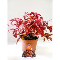 nandina-domestica-fire-power-3l-25cm-alto