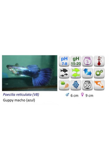 GUPPY MACHO AZUL PANDA
