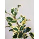 ilex-acebo-argenta-marginata