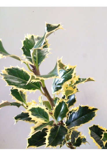 ilex-acebo-argenta-marginata