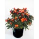 solanum-apple-of-love-