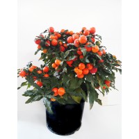 solanum-apple-of-love-