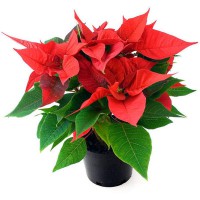 flor-de-pascua-poinsettia-m-12-cms