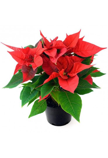 flor-de-pascua-poinsettia-m-12-cms