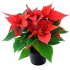 FLOR DE PASCUA - POINSETTIA  M-12 CMS.