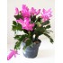 SCHLUMBERGERA CACTUS DE NAVIDAD