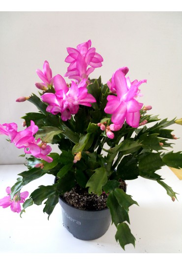 schlumbergera-cactus-de-navidad_2