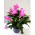 SCHLUMBERGERA CACTUS DE NAVIDAD