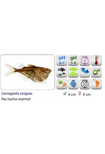 Hacha Marmol