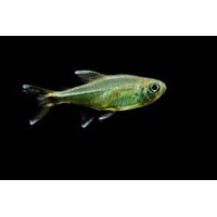 TETRA GOTA DE MERCURIO