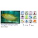 GOURAMI ORO