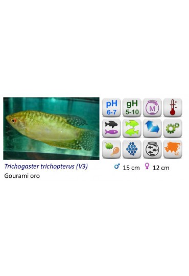 GOURAMI ORO GOURAMI ORO