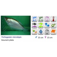 GOURAMI WHITE STRAIN