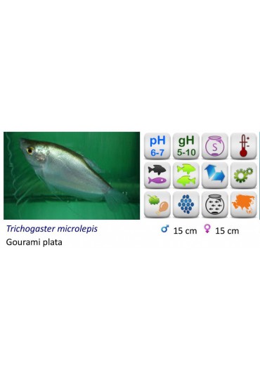 GOURAMI WHITE STRAIN GOURAMI WHITE STRAIN