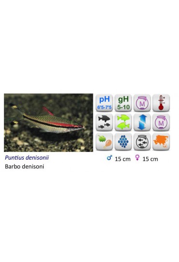PUNTIUS DENISONII