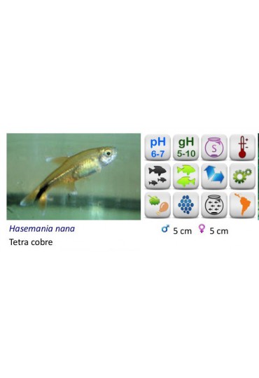 HASEMANIA NANA (TETRA COBRE) HASEMANIA NANA (TETRA COBRE)
